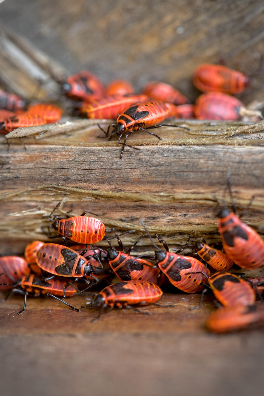 fire bug, bug, insect, beetle, fire beetle, entomology