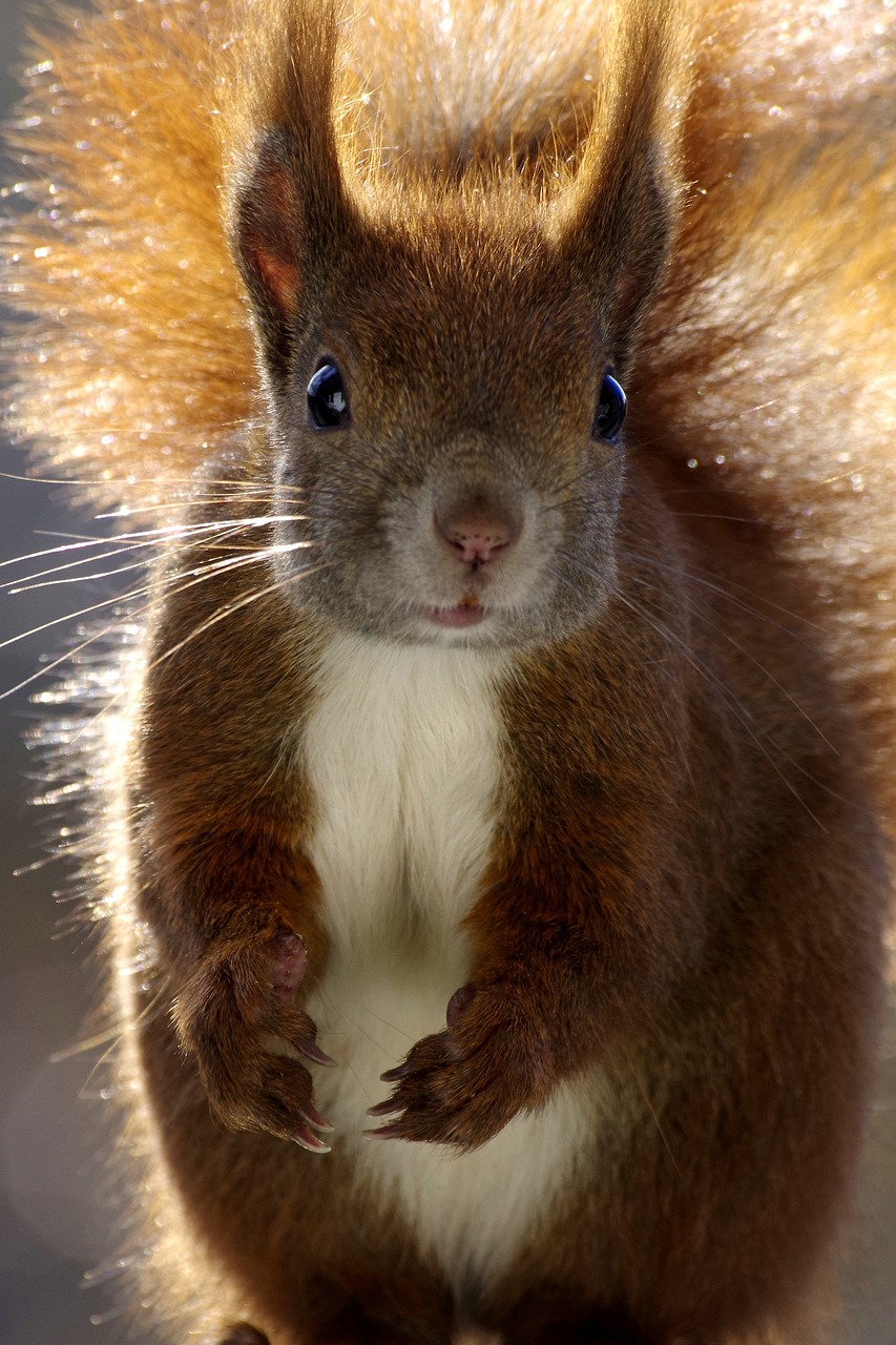 squirrel, mammal, fur, cute, wild, rodent